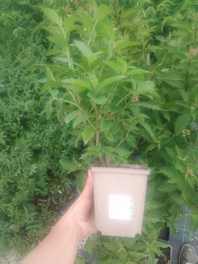 Punalatva Atropurpureum - 2024