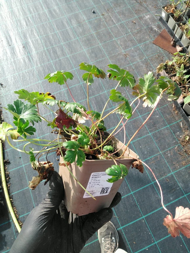 Peittokurjenpolvi Biokovo - 31. 10. 2025