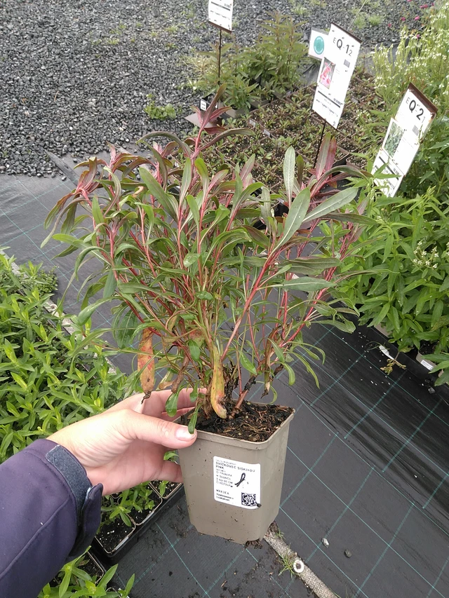 Prachtkaars Siskiyou Pink - 11. 7. 2025