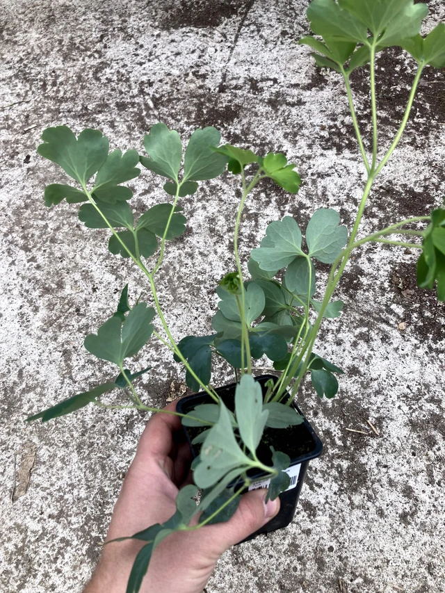 Aguileña Bordeaux Barlow - 2024