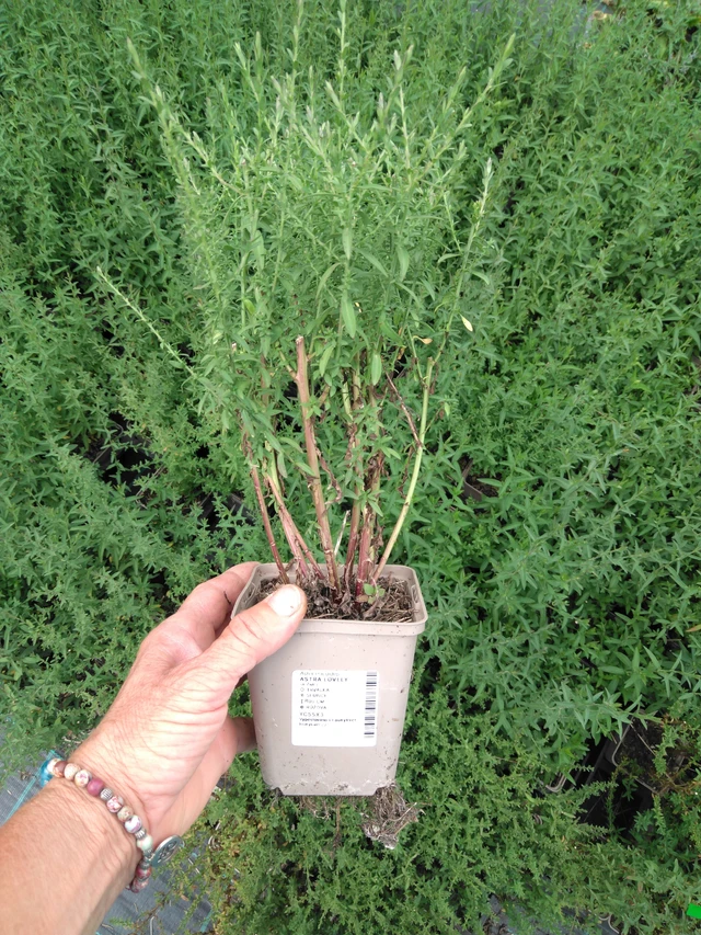 Asteri Lovely - 2024