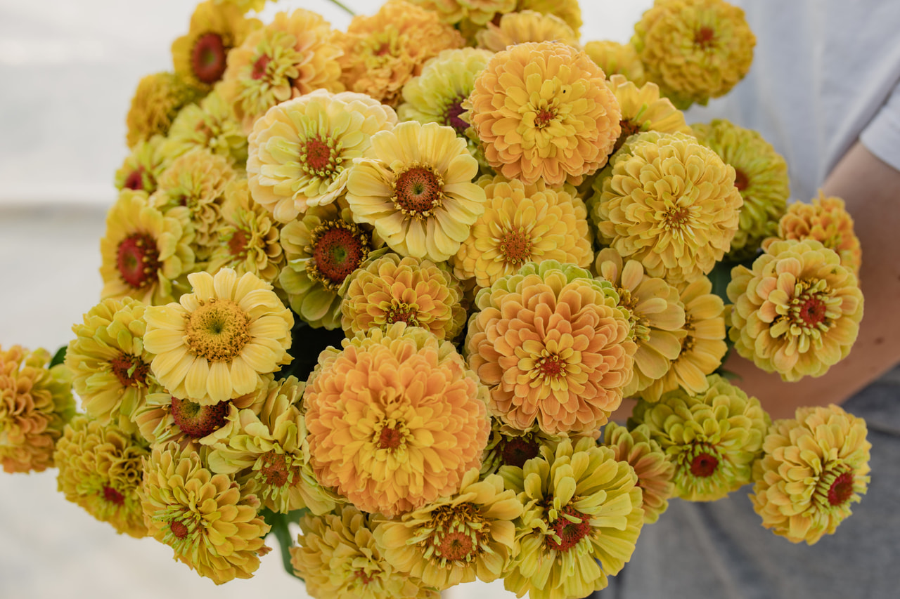 Tsinnia Queen Lemon Peach, Loukykvět