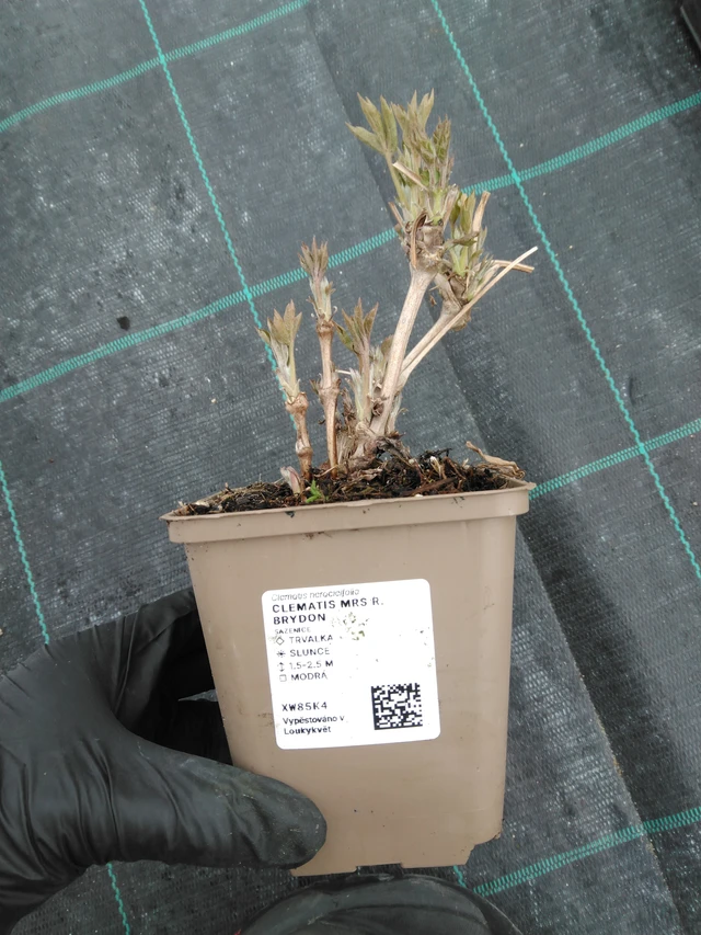 Kärhö Mrs R. Brydon - 1. 4. 2026