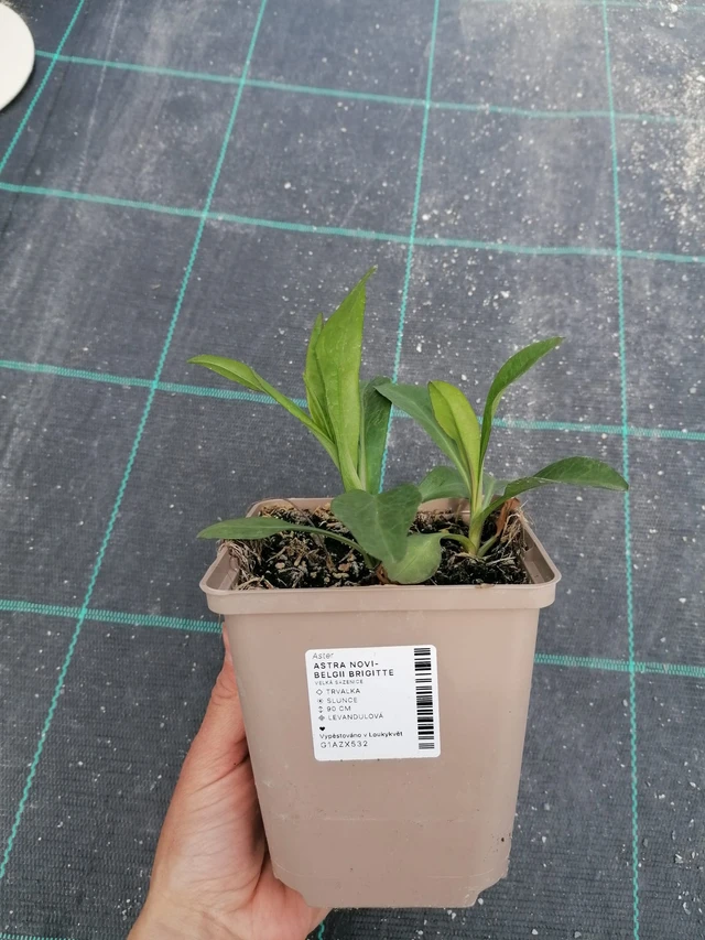 Syysasteri Brigitte - 2024