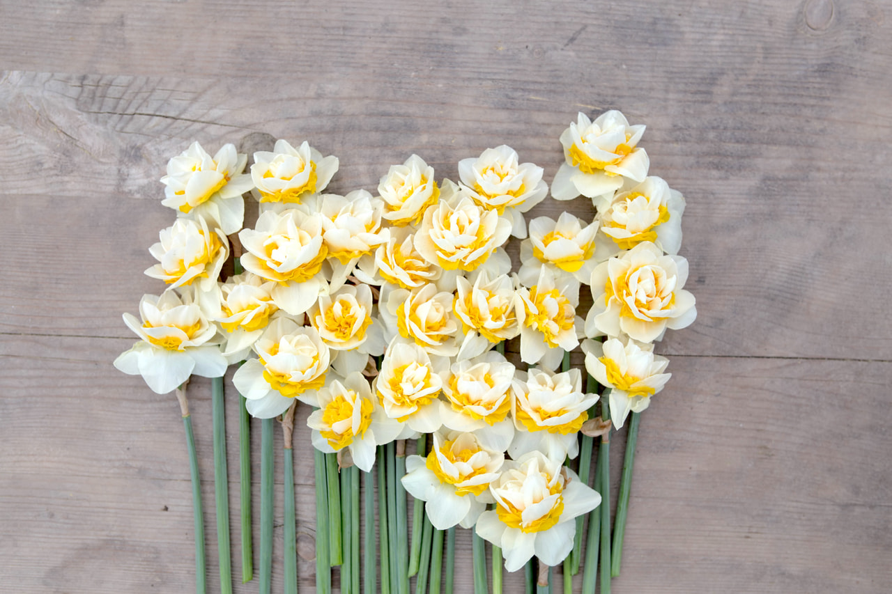 Narsissi Double Dee, Loukykvět