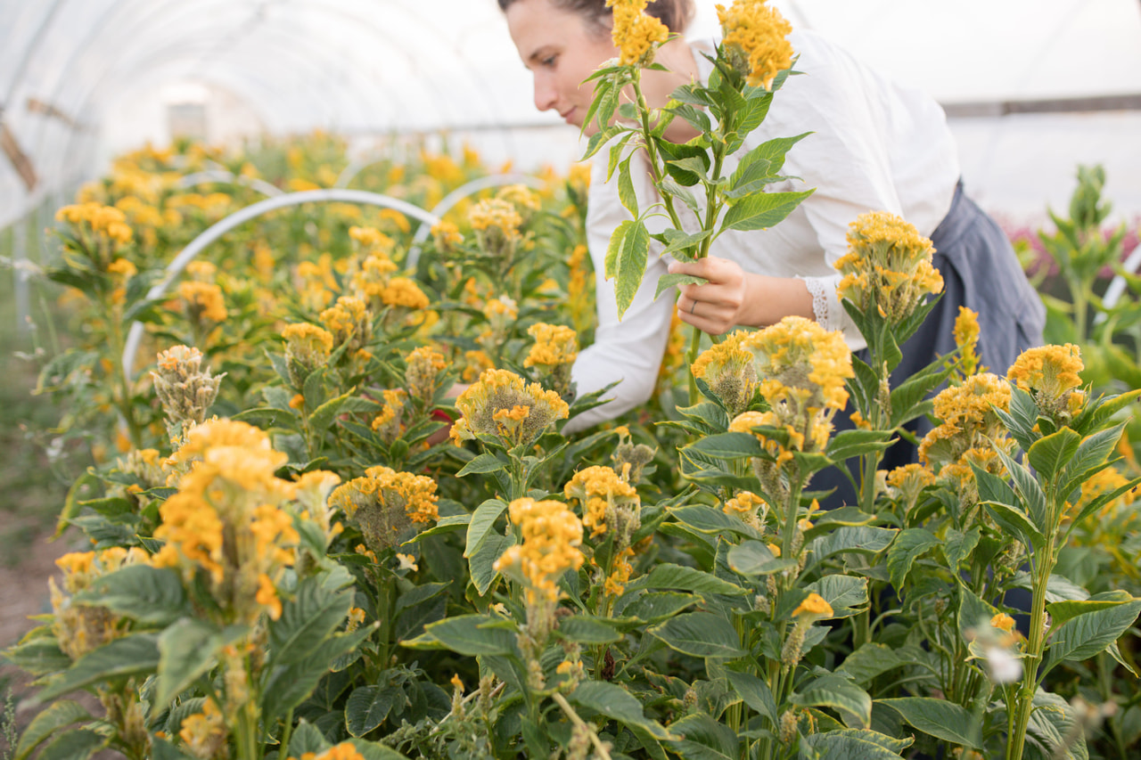Kukonharja Act Inca Yellow, Loukykvět