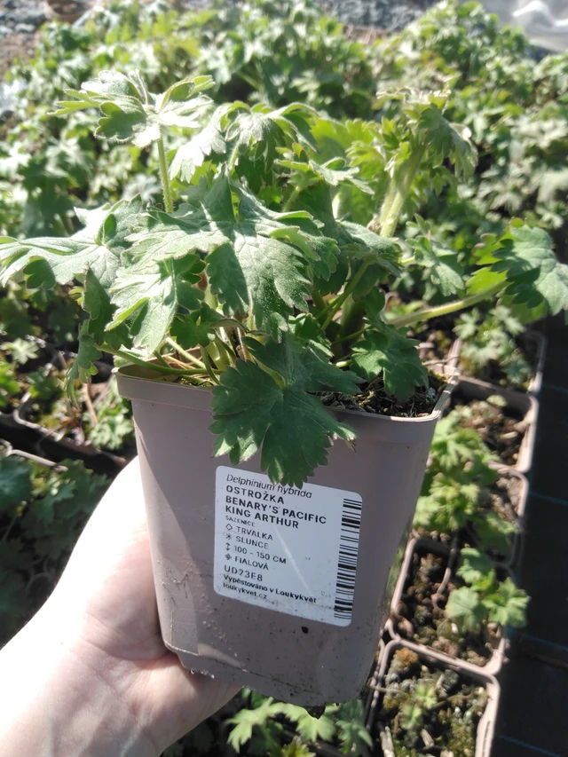 Espuela de caballero Benary’s Pacific King Arthur - 3. 4. 2025