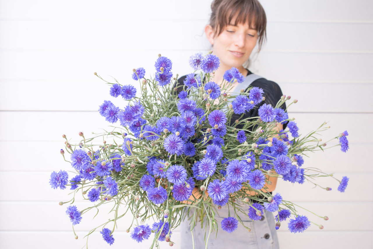 Aciano Tall Double Blue Boy, Loukykvět