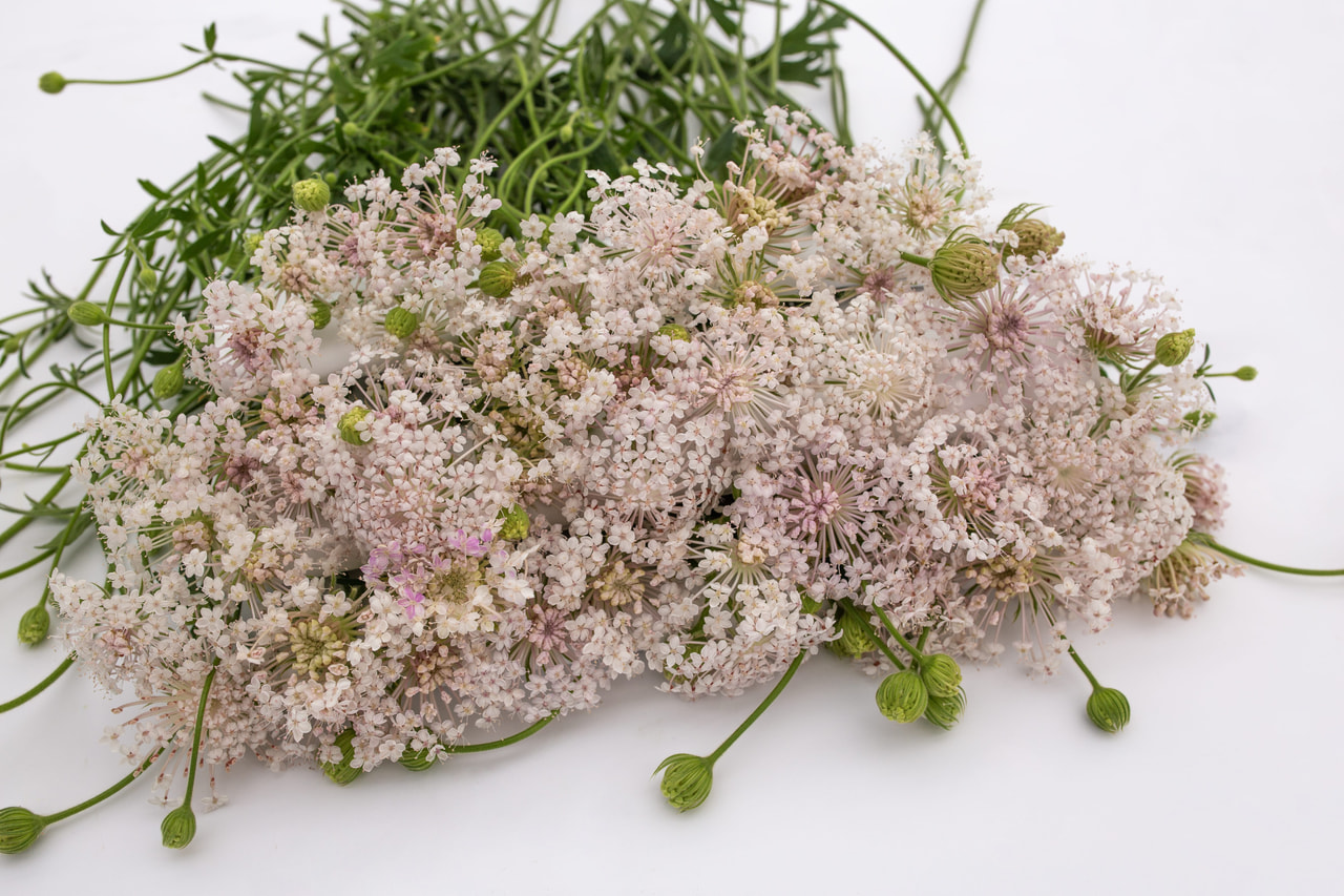 Didiscus Lacy Pink, Loukykvět