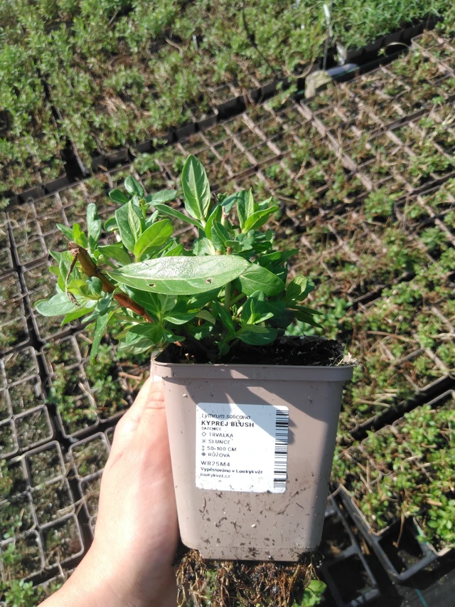 Rantakukka Blush - 2024