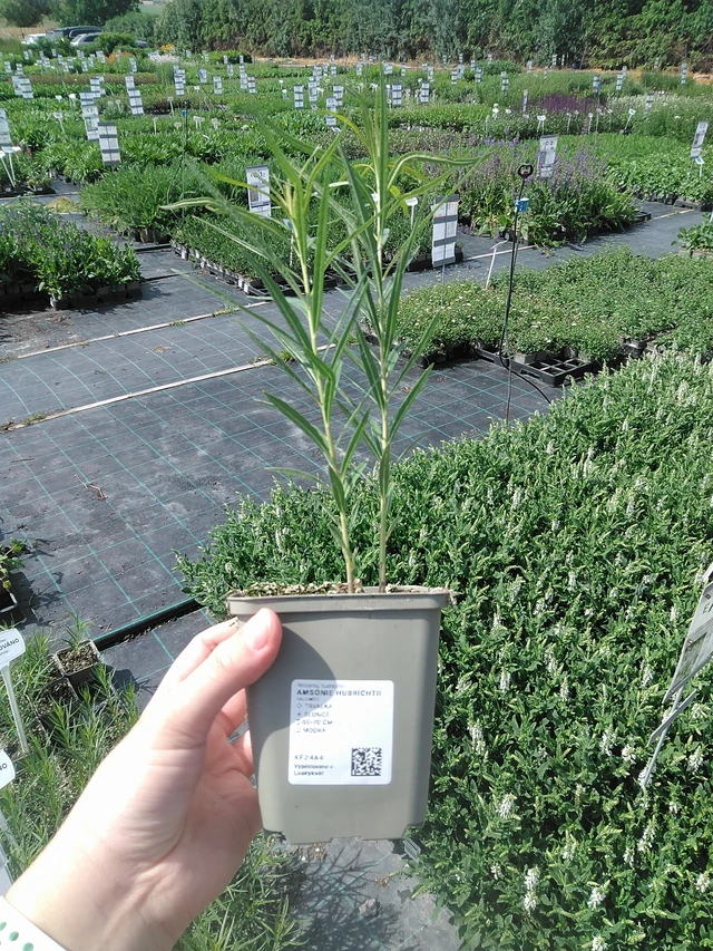 Amsonia hubrichtii - 2. 6. 2026