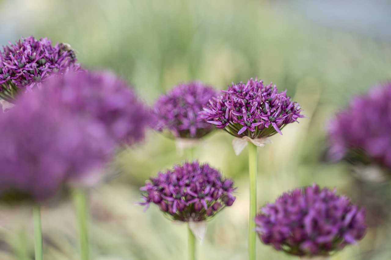Allium Mercurius, Loukykvět