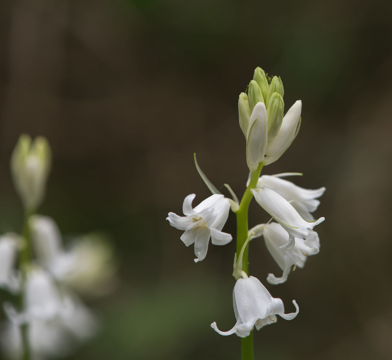 Espanjansinililja Alba, Loukykvět