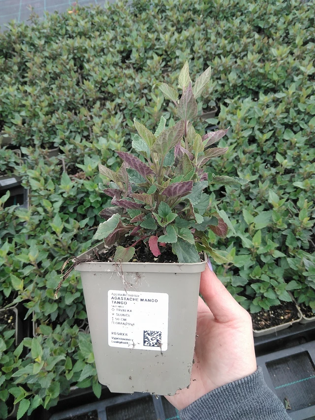 Iiso Mango Tango - 9. 6. 2025