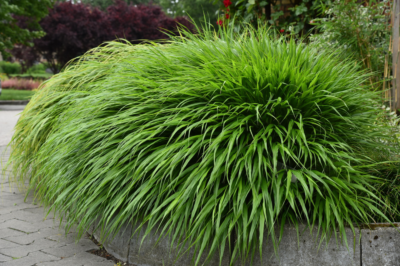 Rákosovka japonská Greenhills, Loukykvět