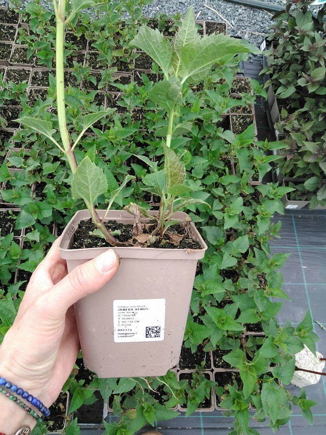 Päivänsilmä Venus - 9. 6. 2025