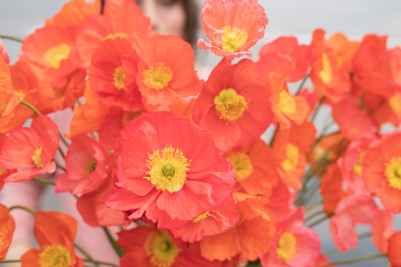 Amapola Champagne Bubbles Salmon Shades Mix, Loukykvět