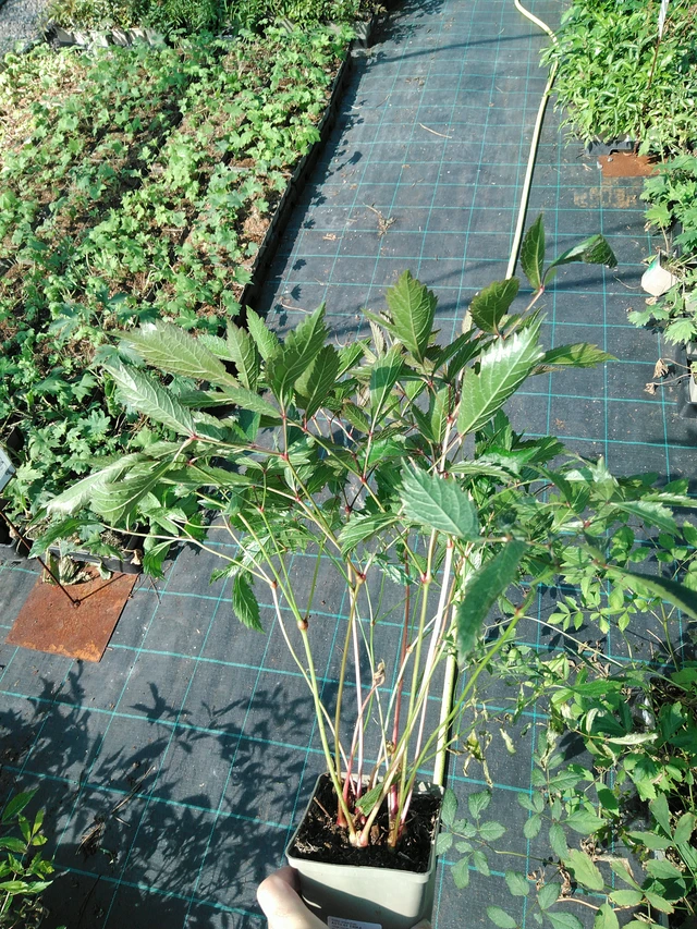 Jaloangervo Erika - 19. 8. 2025