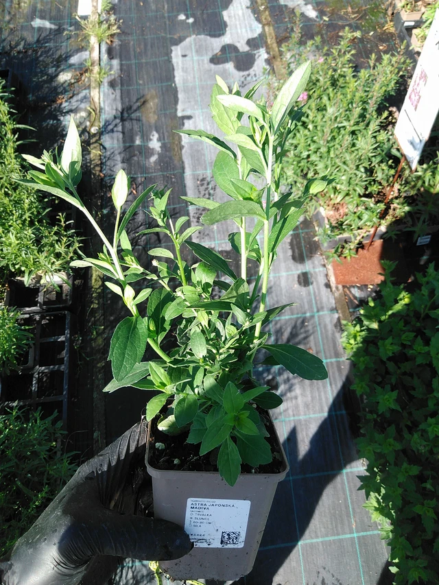 Kiinaasteri Madiva - 19. 8. 2025