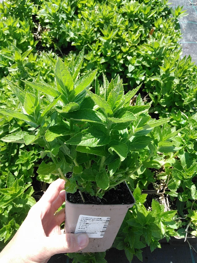 Maitokello Alba - 13. 5. 2025