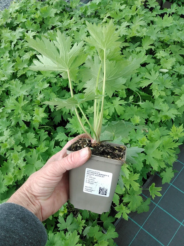 Ritarinkannus Benary’s Pacific Astolat - 9. 6. 2025