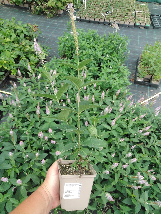 Tädykeasteri Adoration - 2024