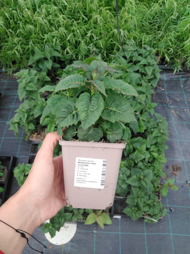 Väriminttu Pink Suprême - 2024