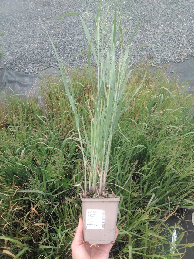 Virginianhirssi Strictum - 2024