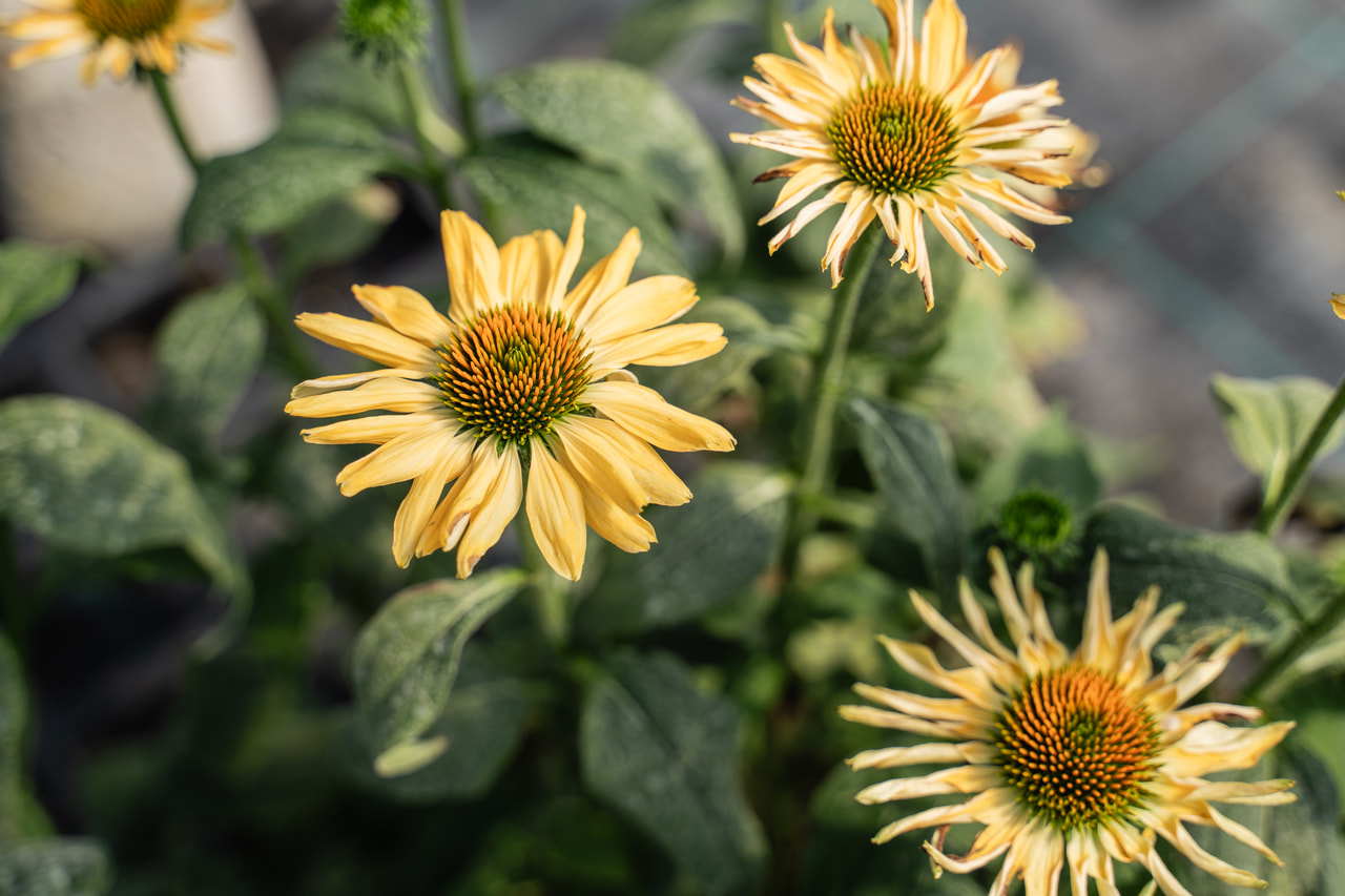 Punahattu Aloha, Loukykvět