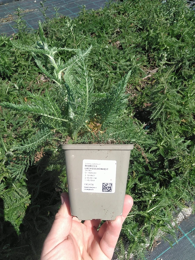 Siankärsämö Lachsschönheit - 13. 5. 2025