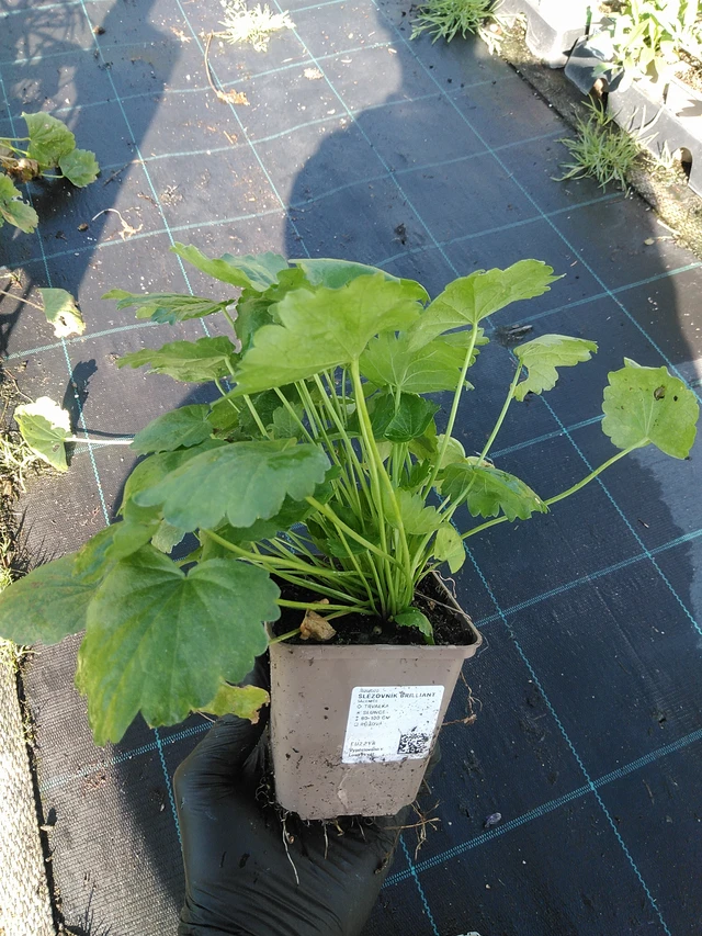 Sidalcea Brilliant - 19. 8. 2025