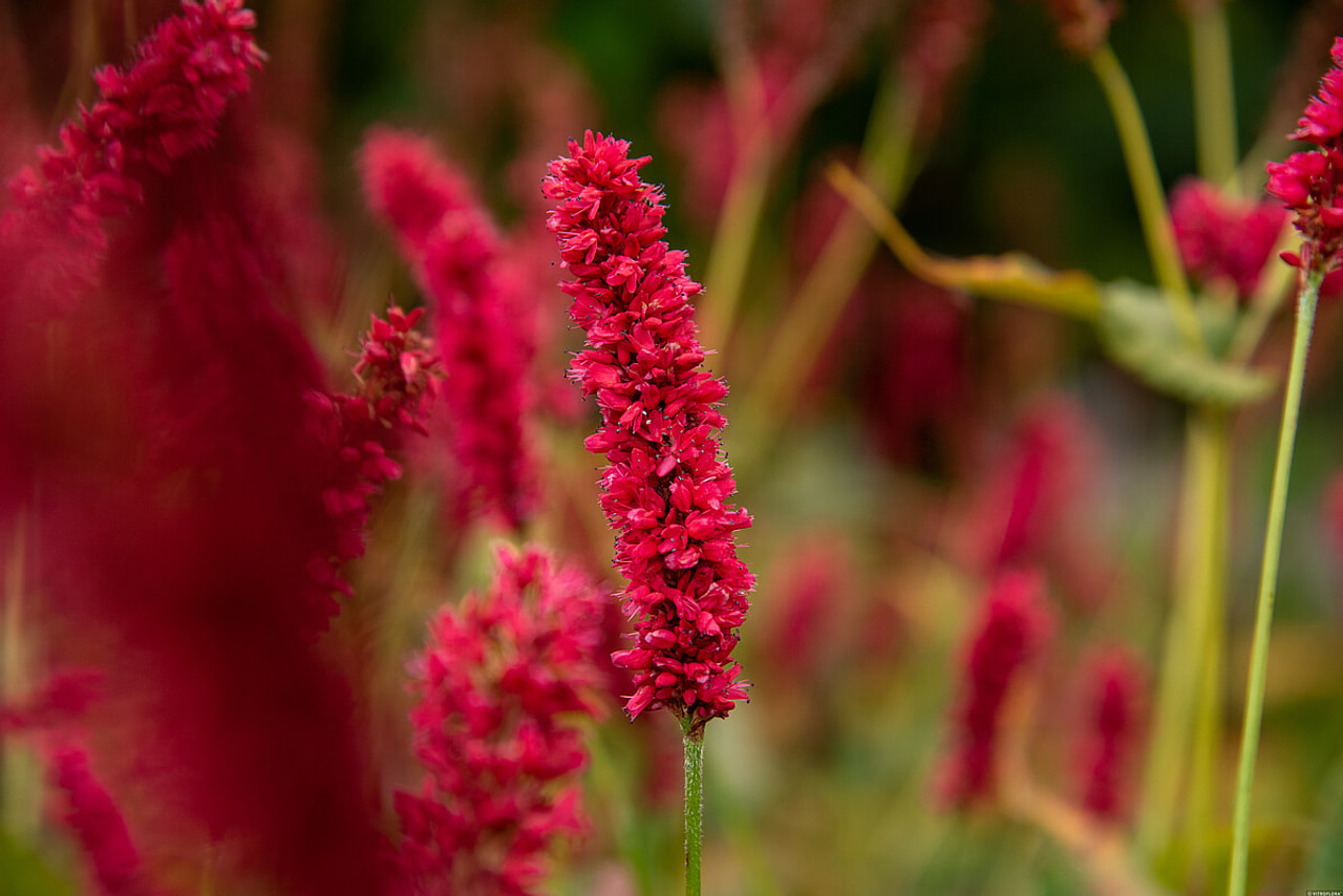 Konnantatar Fat Domino, Loukykvět