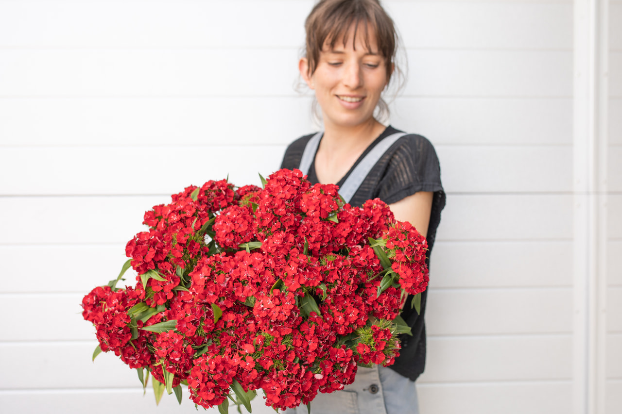 Clavel del poeta Barbienne Scarlet, Loukykvět