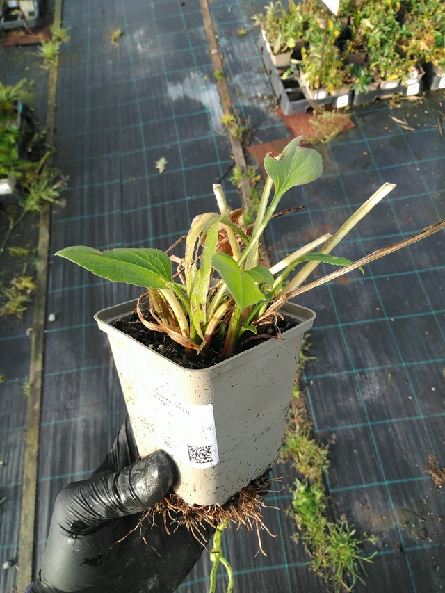 Päivänhattu Green Wizard - 31. 10. 2025