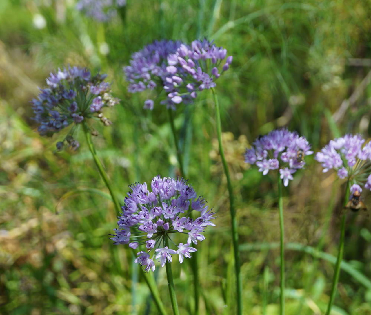 Allium Iden Croft, Loukykvět