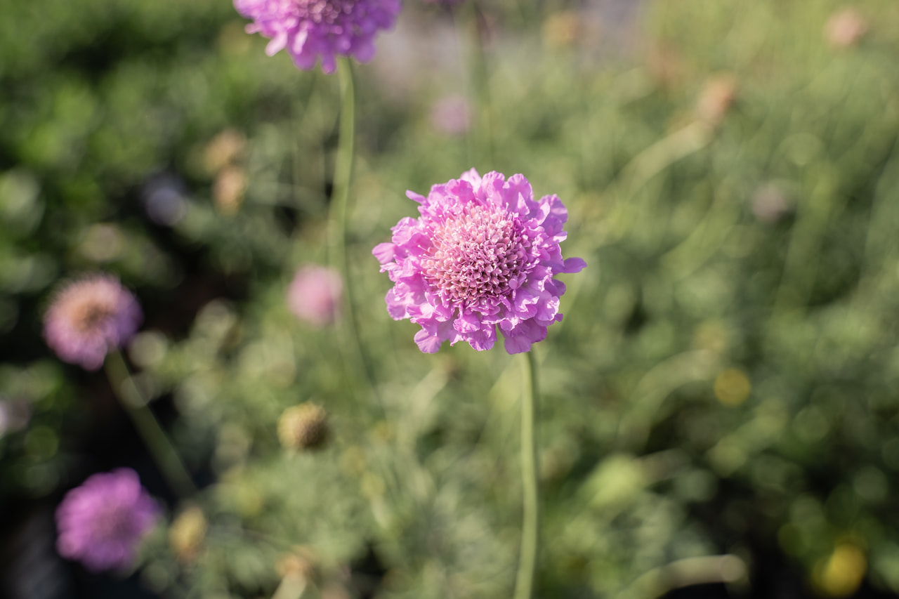 Escabiosa Pink Mist, Loukykvět