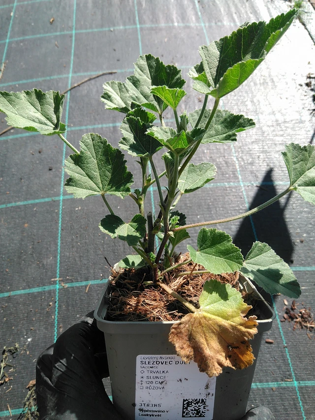 Malvikki Duet - 19. 8. 2025