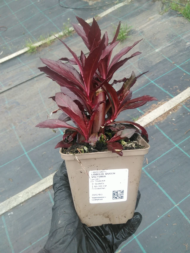 Lobelia Queen Victoria - 10. 9. 2025