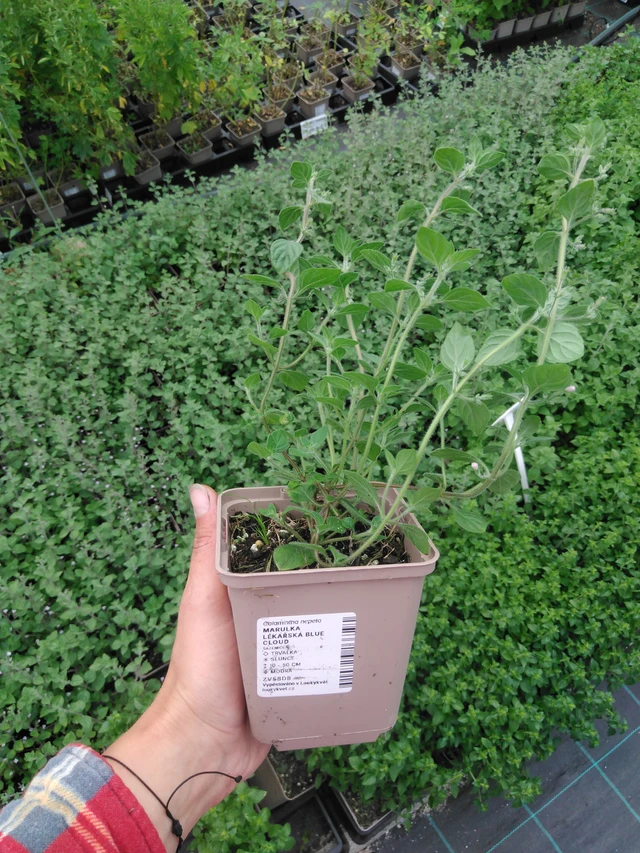 Käenminttu Blue Cloud - 2024