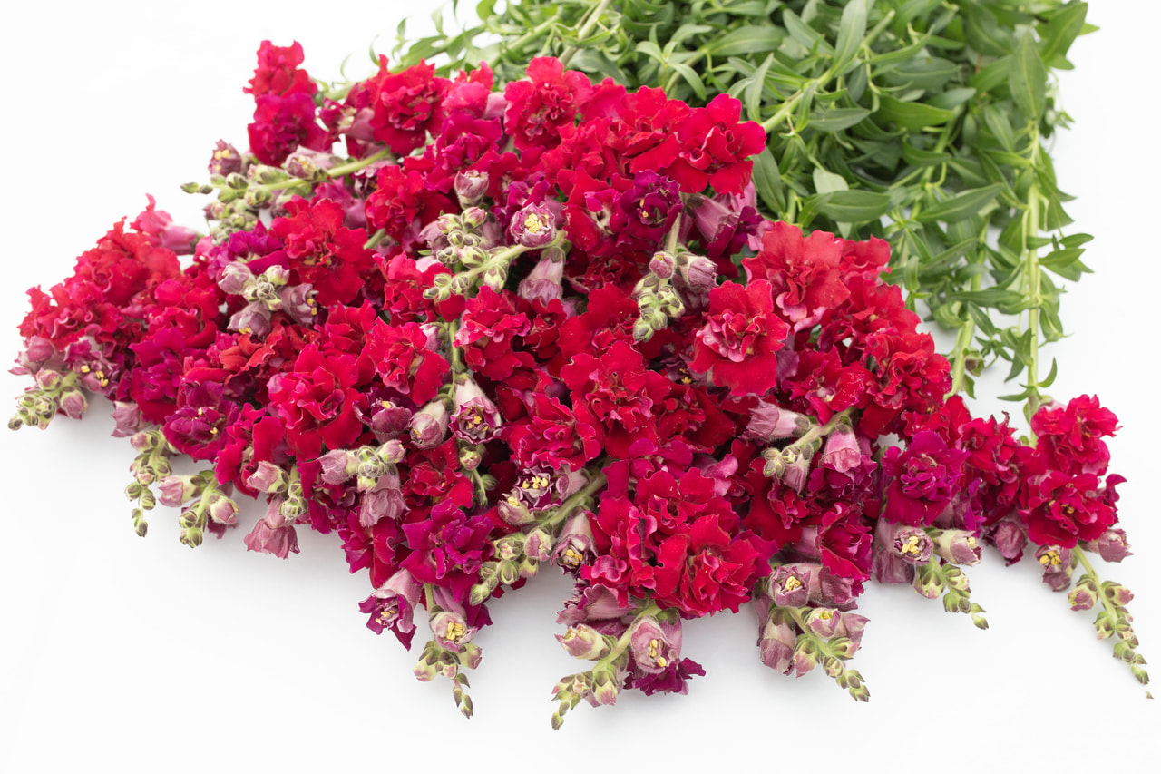 Boca de dragón Madame Butterfly Red, Loukykvět