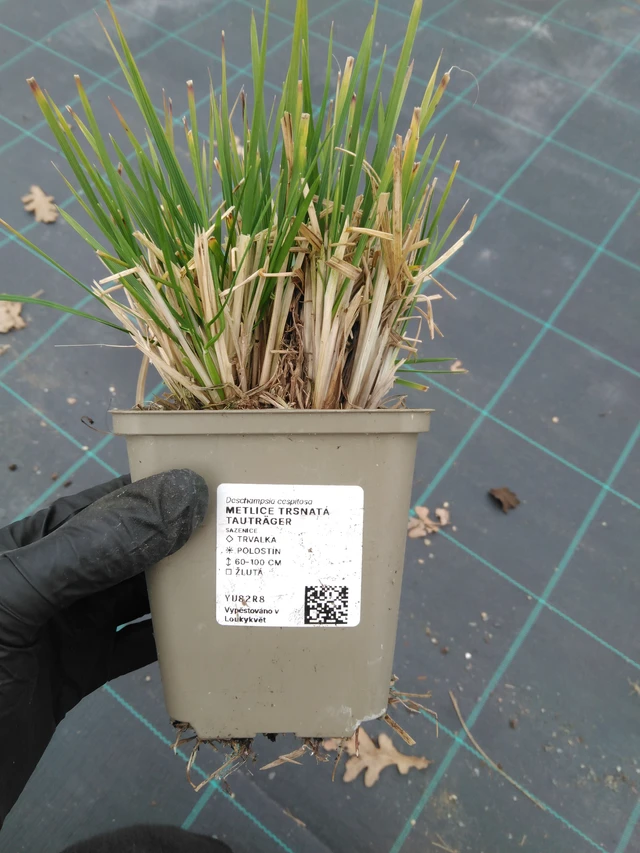 Metlice trsnatá Tauträger - 1. 4. 2026