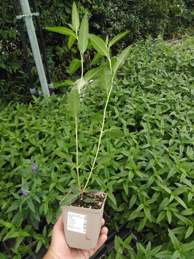 Tädyke Skyler Blue - 2024