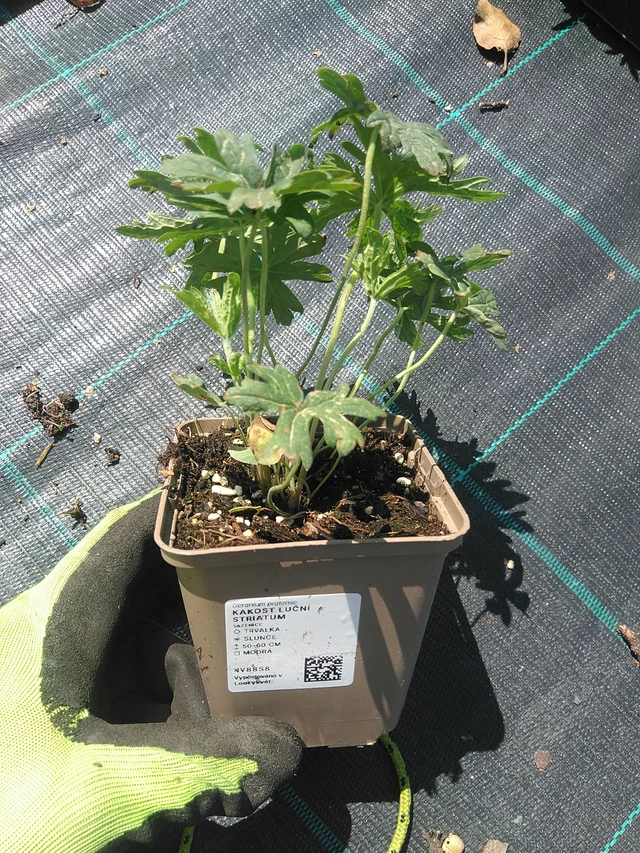 Kyläkurjenpolvi Striatum - 4. 8. 2025