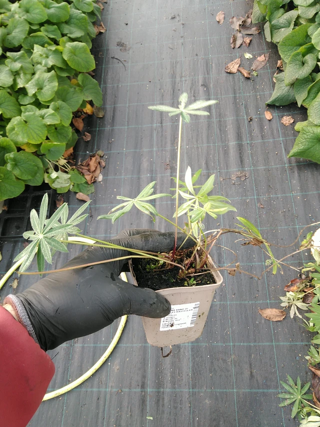 Lupiini Band of Nobles Kastellan - 31. 10. 2025