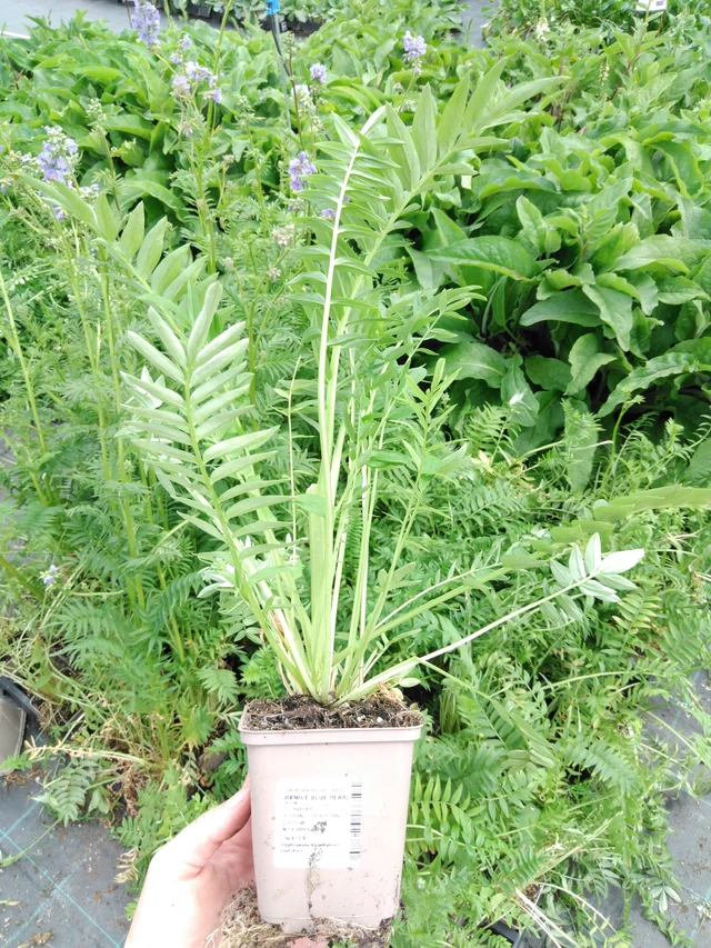 Sinilatva Blue Pearl - 2024