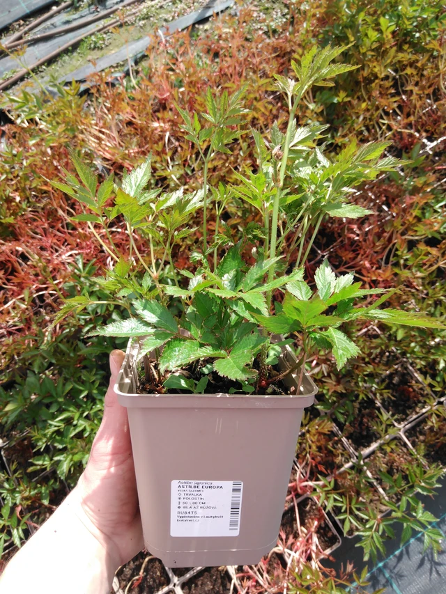 Jaloangervo Europa - 2024