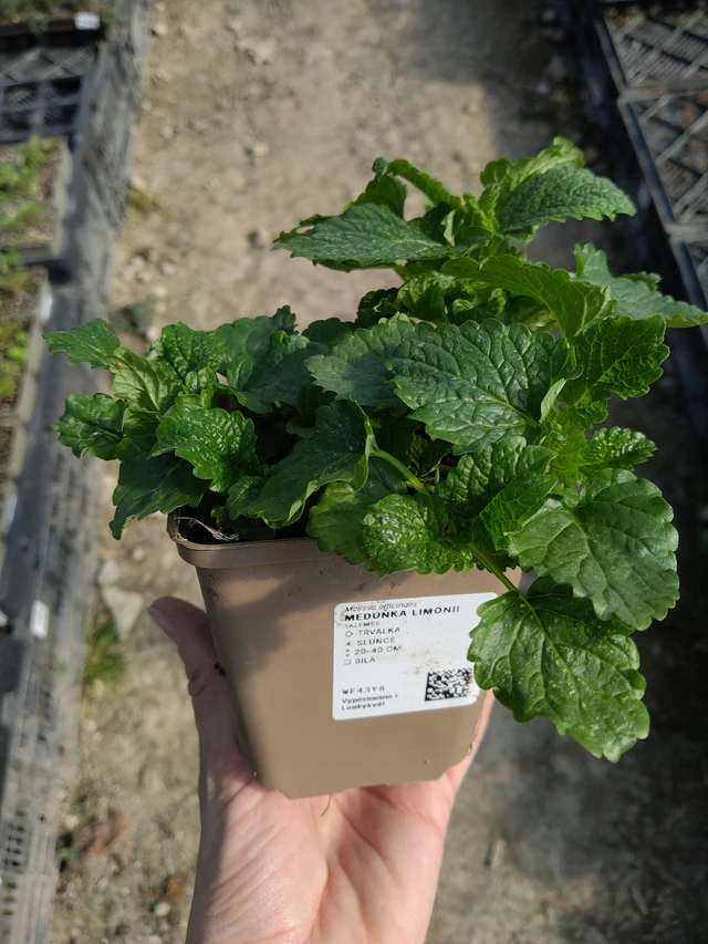 Lemon balm Limonii - 27. 3. 2026