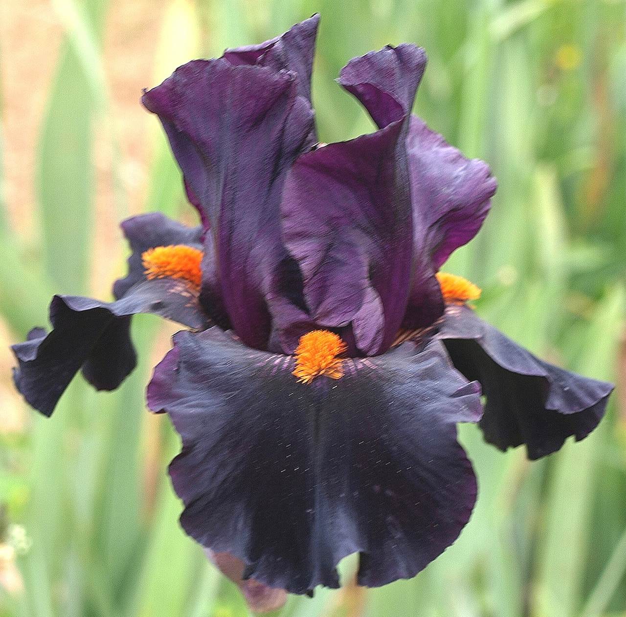 Kurjenmiekka Dracula's Kiss, Loukykvět