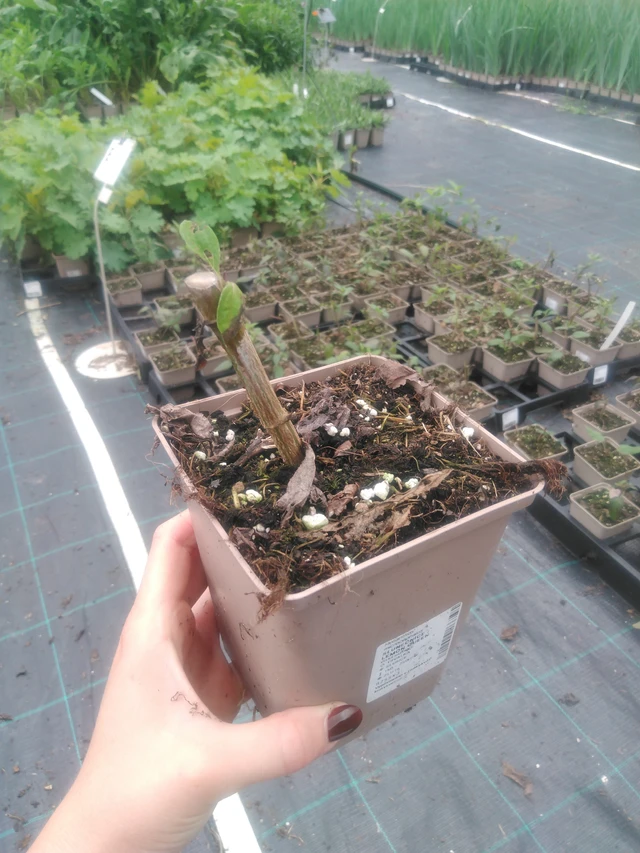 Auringonkukka Lemon Queen - 2024