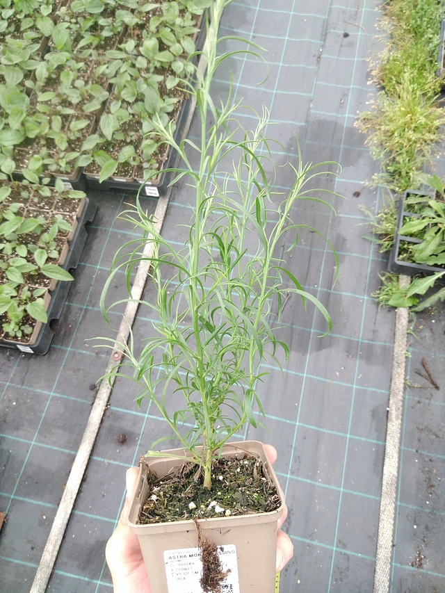 Kanerva-asteri Monte Cassino - 21. 7. 2025